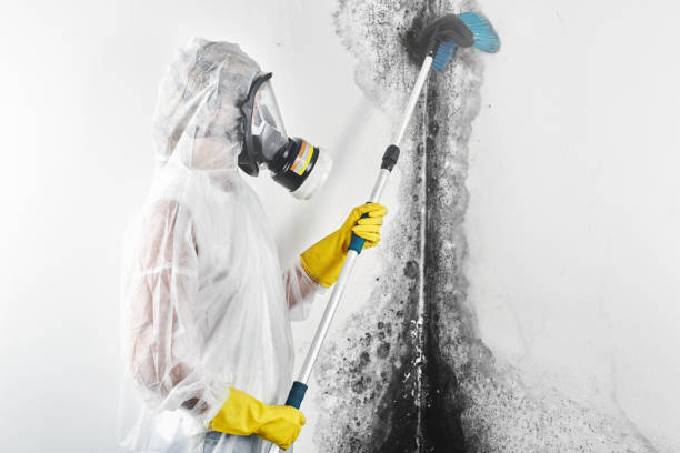 Trusted Four Corners, MT Mold Removal Experts